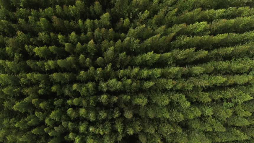A large group of trees in the forest