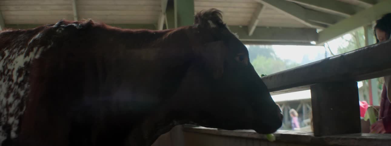 A cow is fed celery in a barn