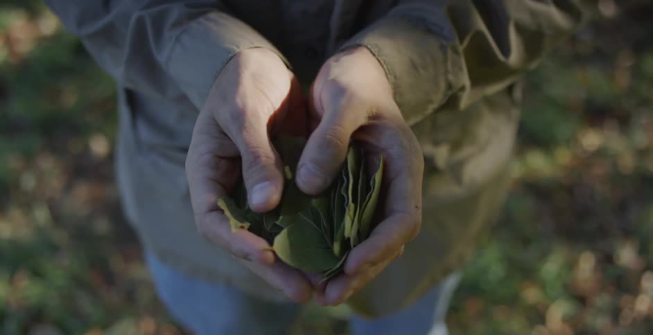A person moves leaves in their hands