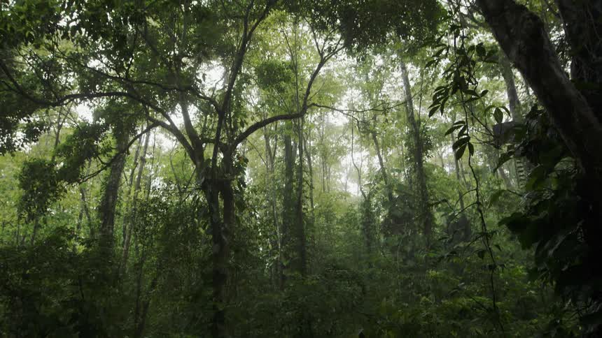 Trees grow in a forest