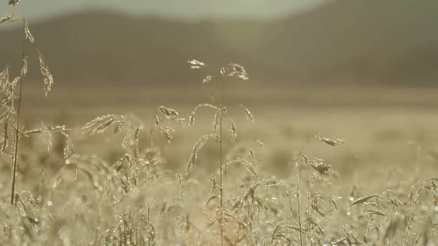 Grasses are swaying in the breeze on a sunny day in a natural setting