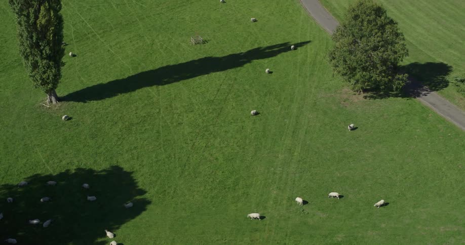 Herd of sheep in a grassy field