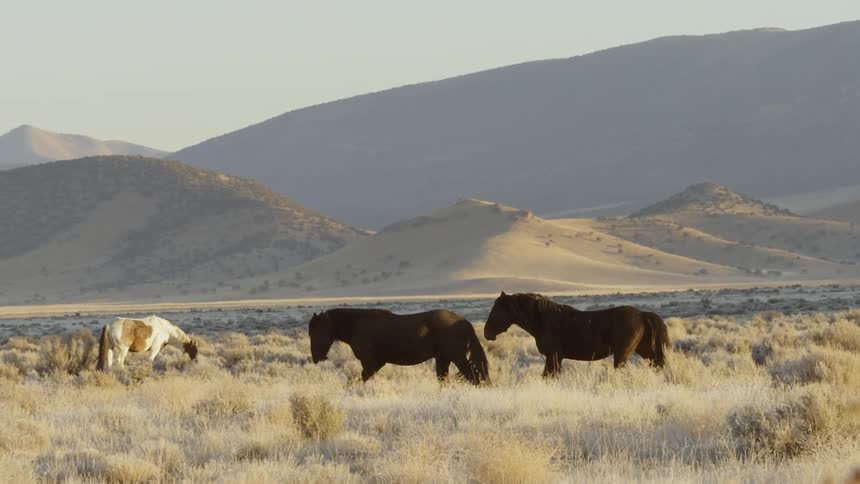 Horses gallop across plains near hills