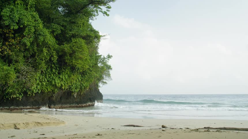 Waves roll in to shore near the trees