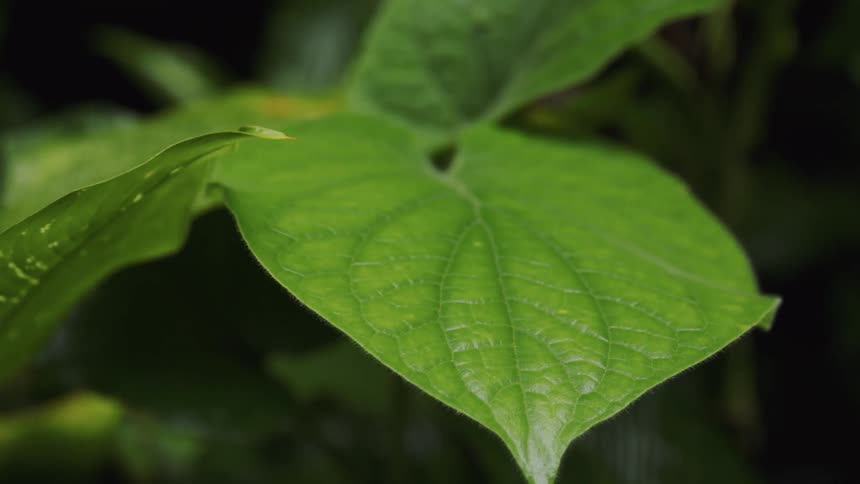 The large leaf hangs in the forest