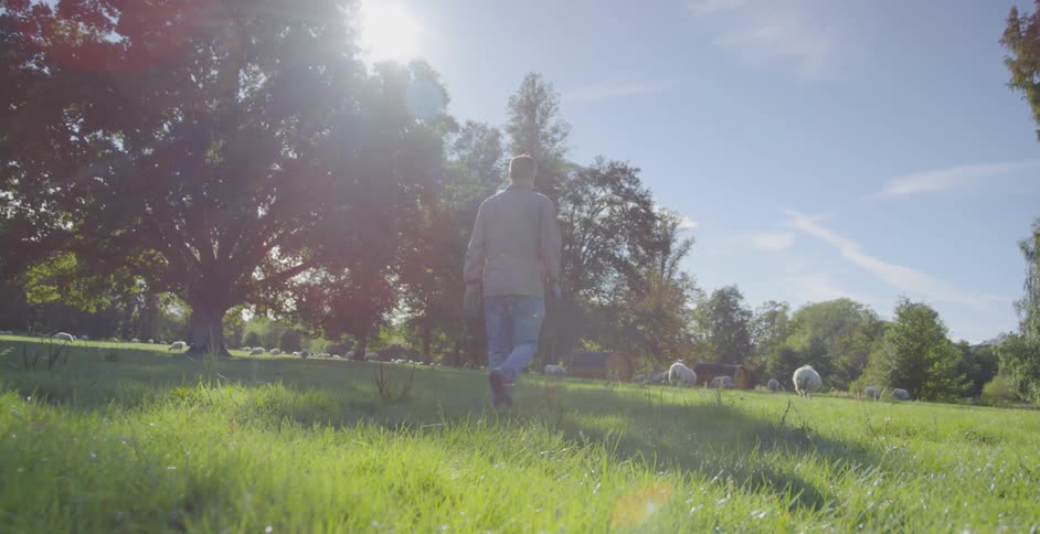 Man walks in a field under the bright sun