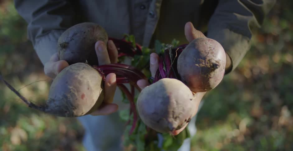 Person holds a bunch of beets in their hands