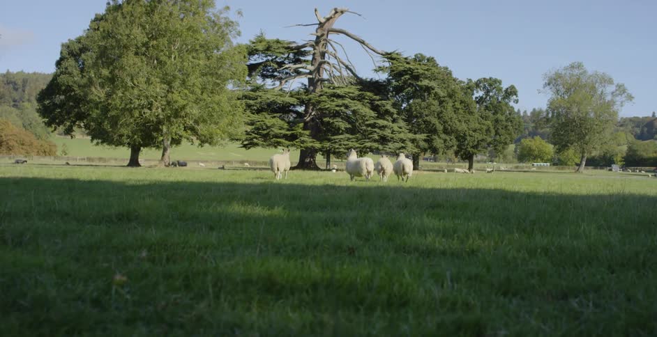Sheep walk through the grass on a sunny day