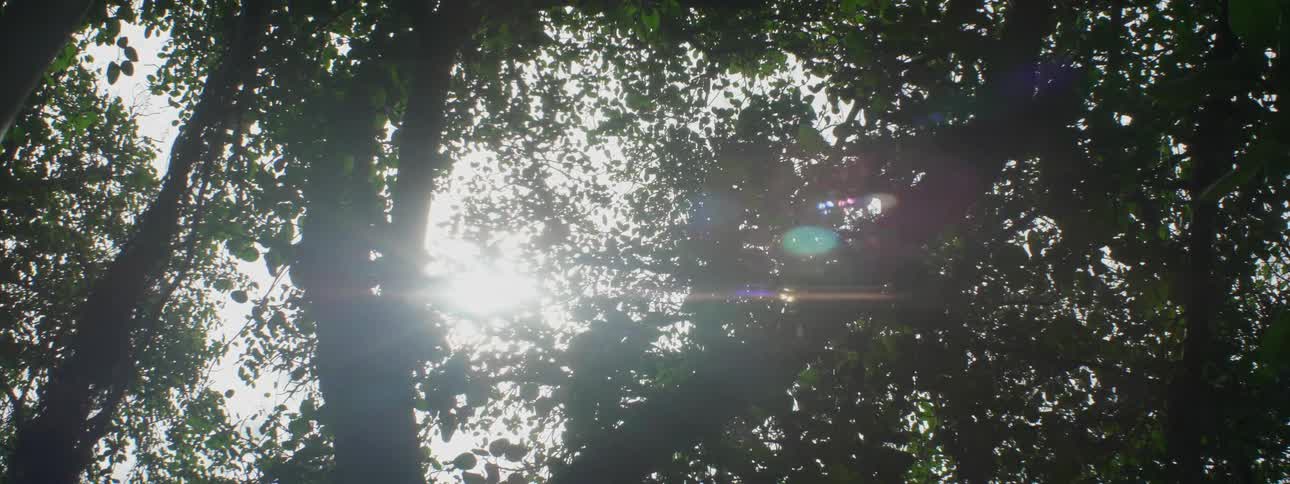 Sun shines through the trees