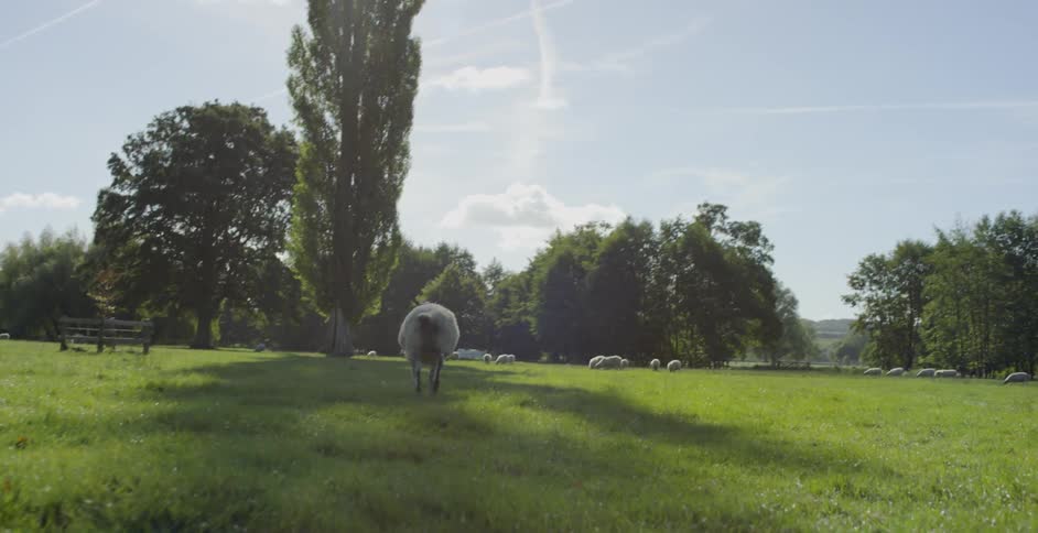 Sheep runs across the grass towards a tree