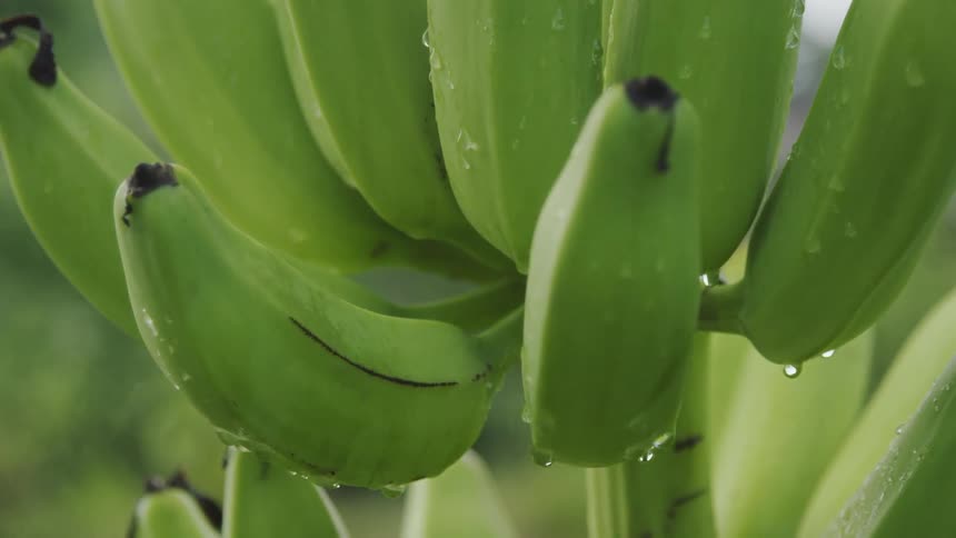 Water is dripping from the bunch of bananas