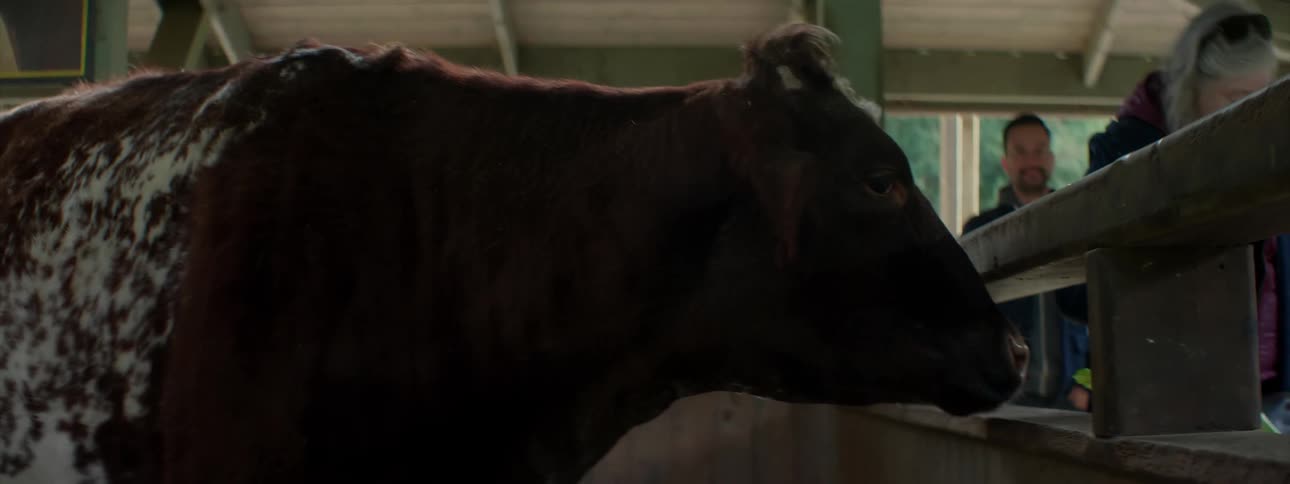 A cow is fed in a barn building