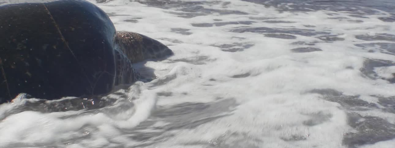 A wave splashes over a turtle on shore