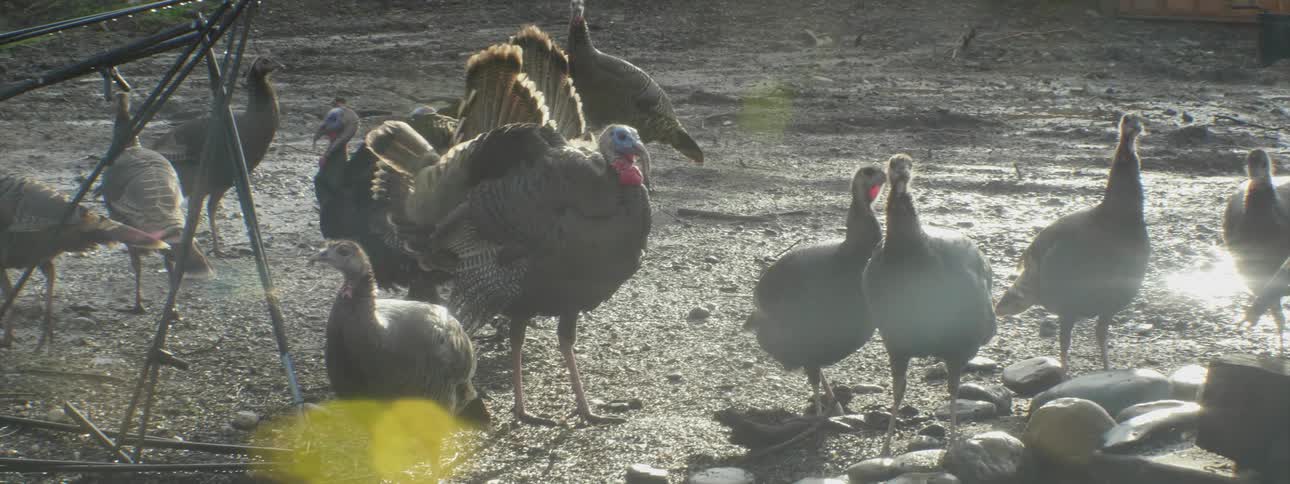 Turkeys stand in a dirt field