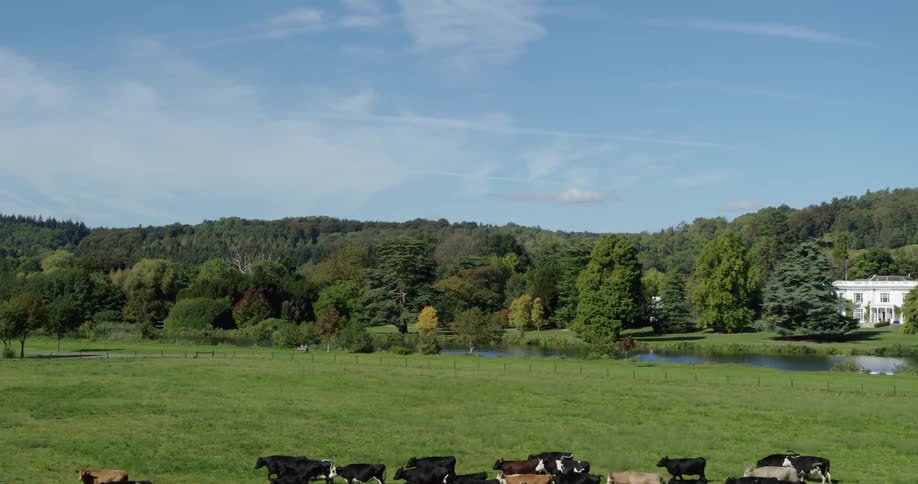 Herd of cattle run over grassy pasture