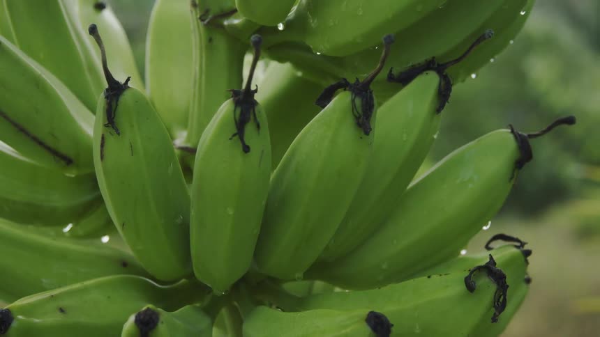 Dew drops on growing bananas