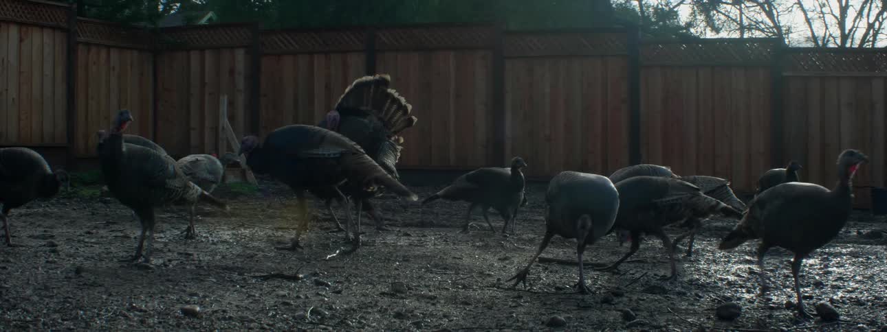 Turkeys peck at the ground