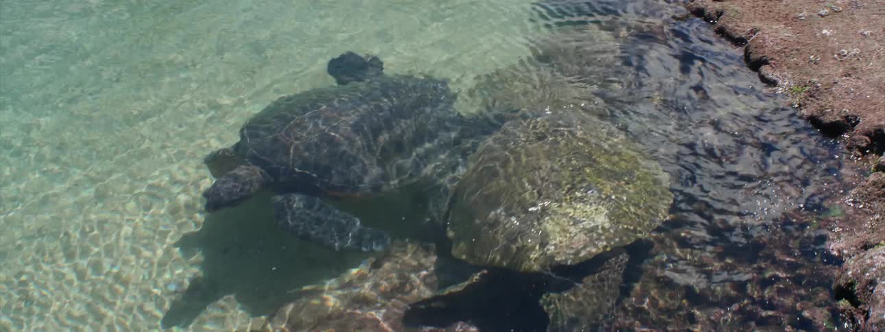 Turtles swim in clear flowing water near rocks