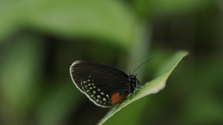 Black and white butterfly sits on a green leaf