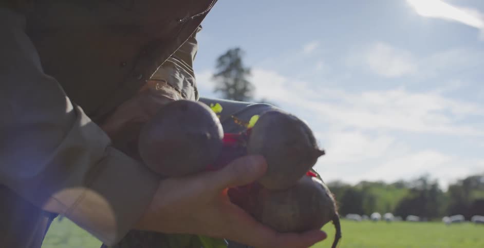 A farmer holds beets in a rural field