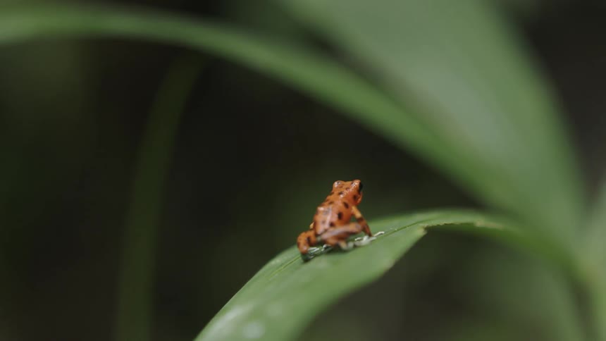 A small red frog sits on the leaf
