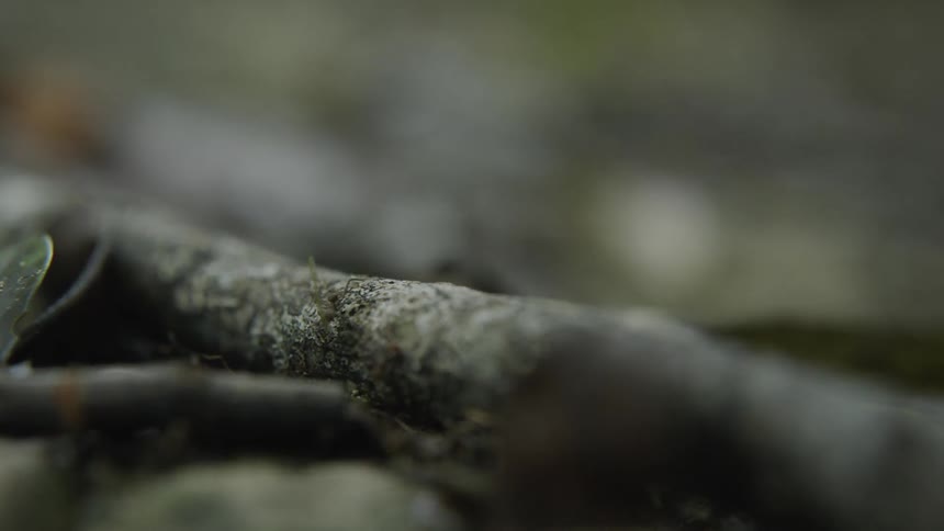 The ants are carrying leaves over the fallen branch