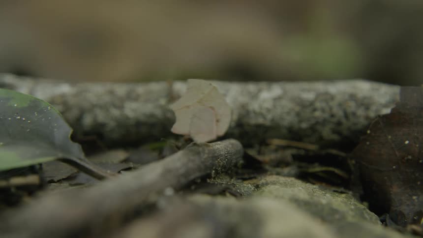 Ants crawl over a fallen tree branch