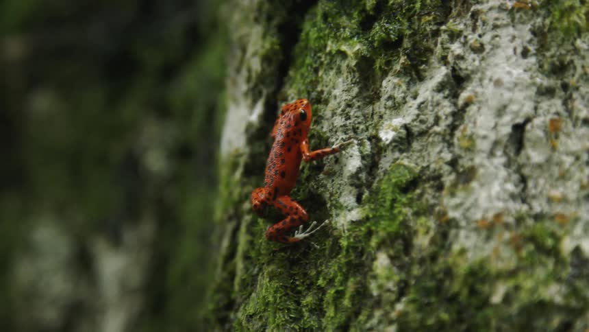 A frog hops on a mossy rock