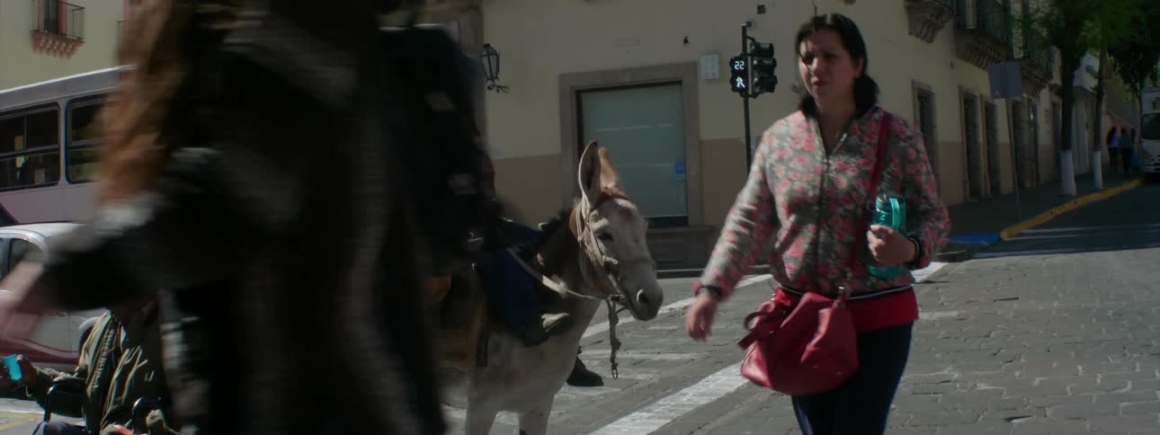 Man sits on a donkey in the downtown of a city