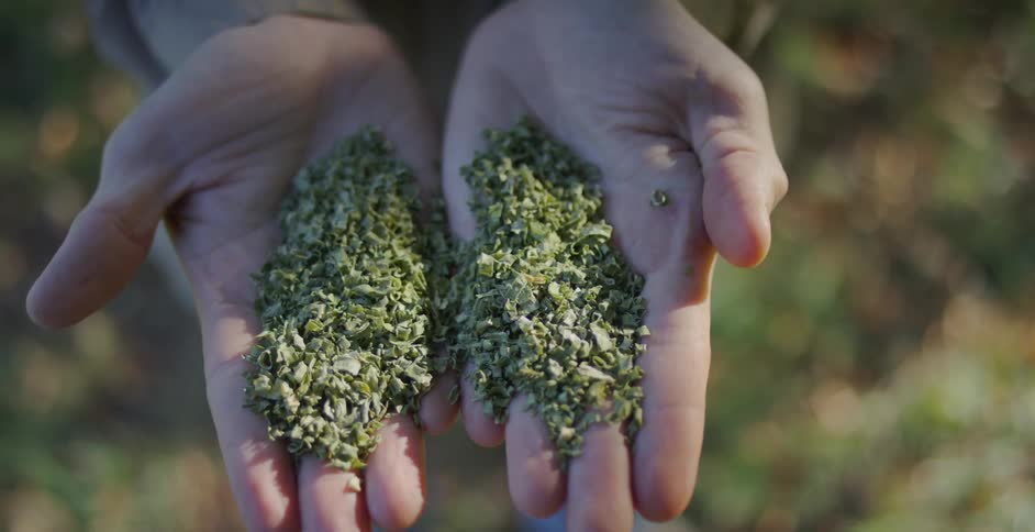 A person holds chopped herbs in his hands