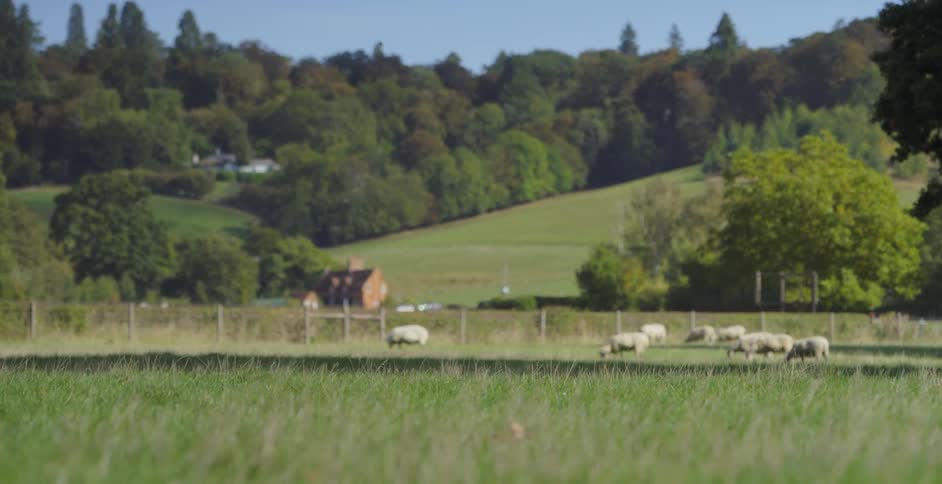 The sheep are feeding on the grass ahead