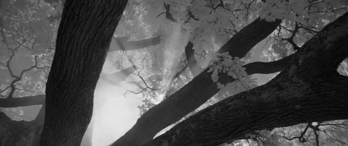 A black and white video of the sun shining through the trees