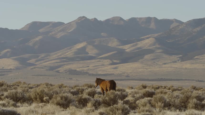 A horse stands in a rural field