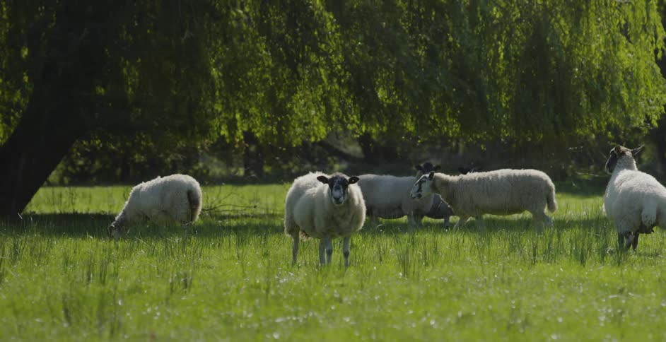 Sheep stand on a grassy field near some trees