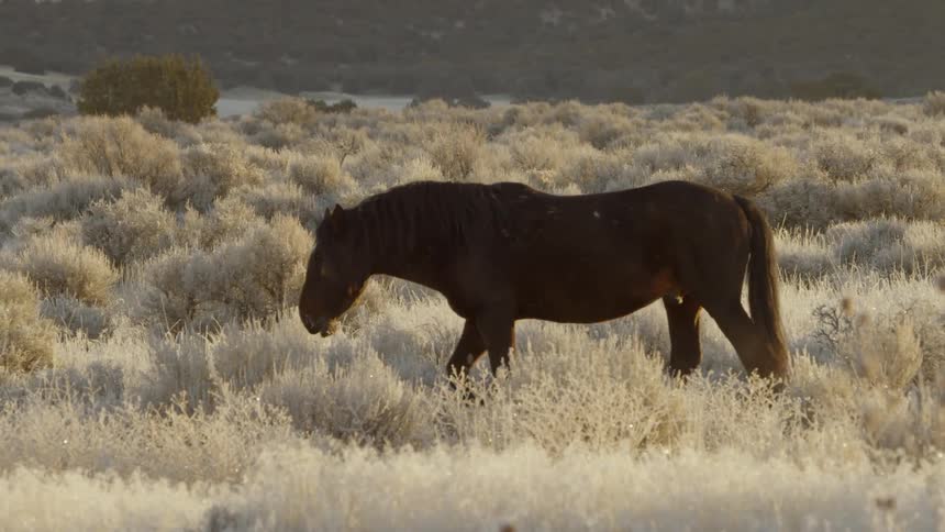 A horse walks slowly in the grass