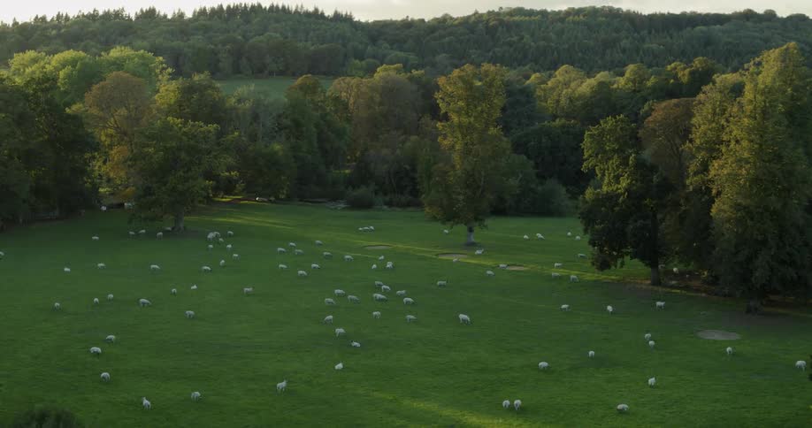 The field is full of sheep grazing together