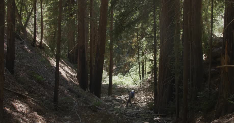 People hike through the woods on a sunny day