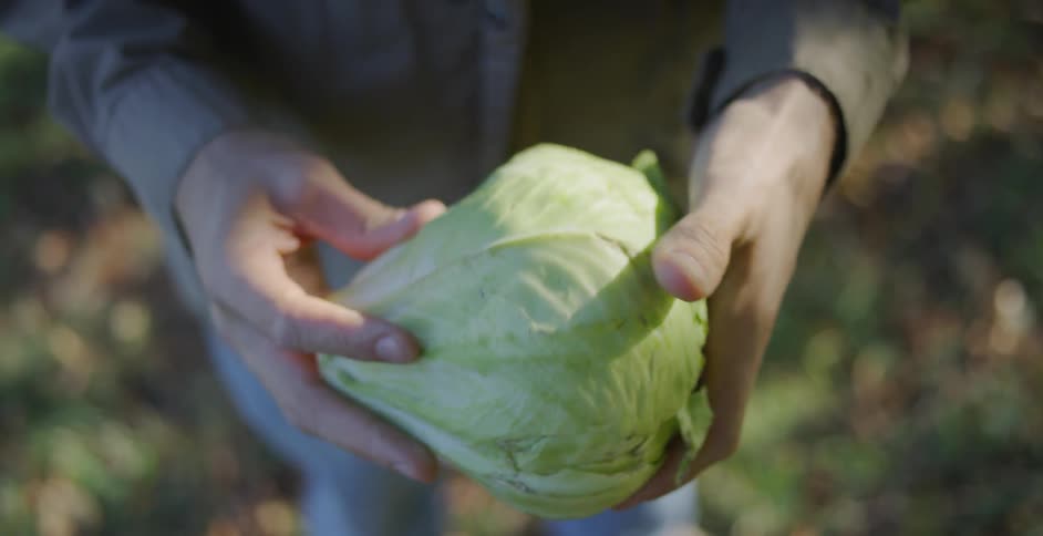 A person holds a fresh cabbage in his hands outside