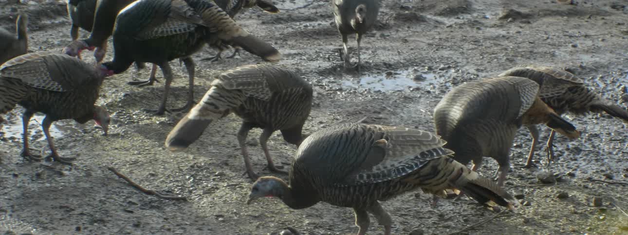 Birds peck at the ground