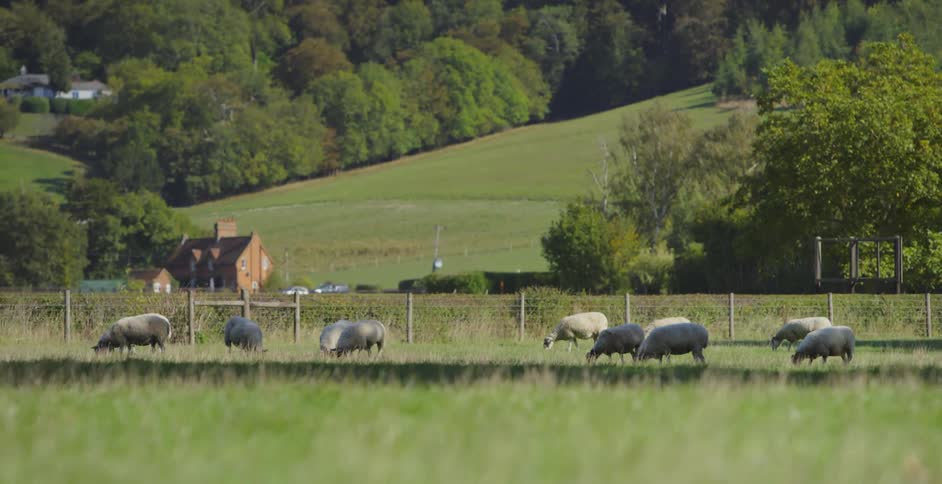 Sheep graze in a grassy field on a sunny day