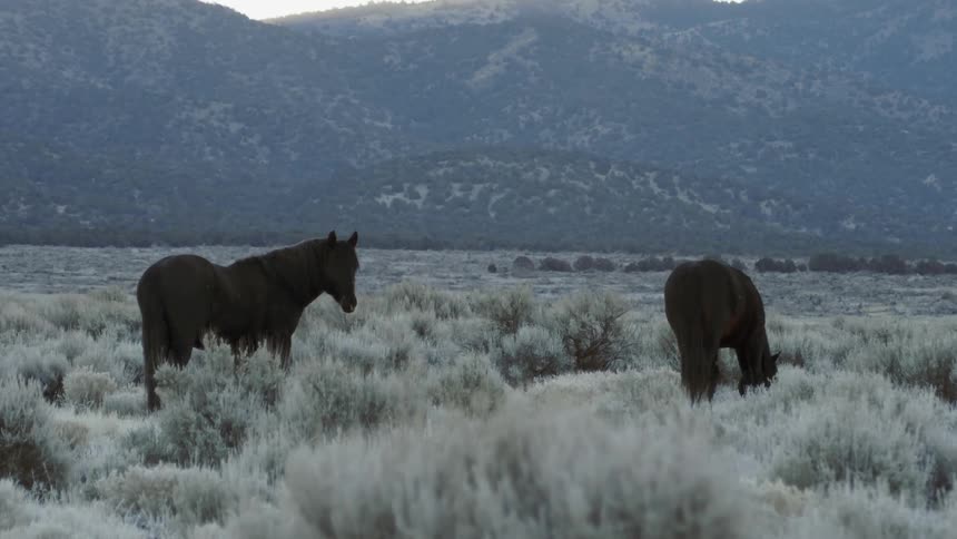 Two horses stand in a field near the mountains