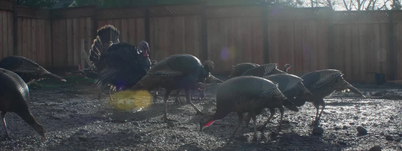 Turkeys peck at the ground