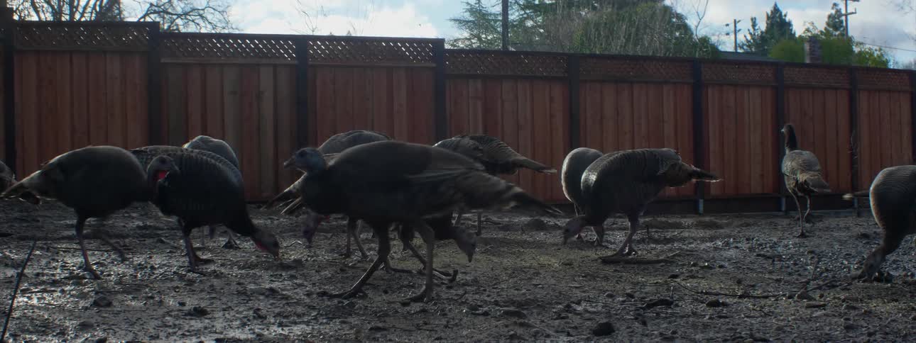 Flock of turkeys pecking in a muddy yard