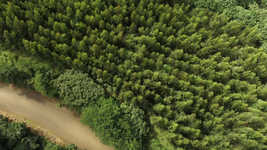 The curving stream runs on the middle of the forest