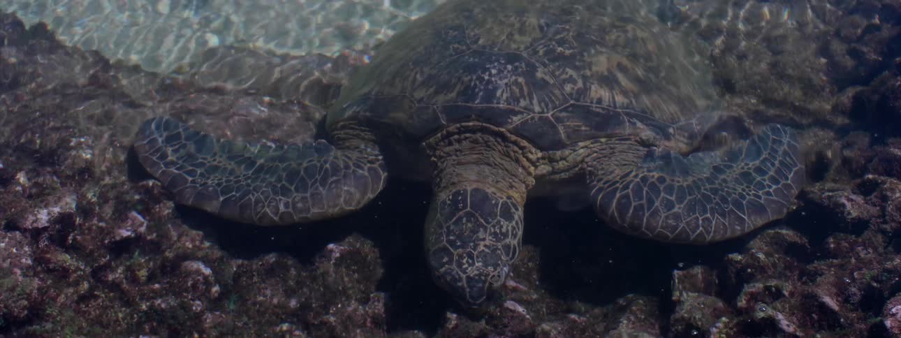 The turtle is sitting underwater on the rocks