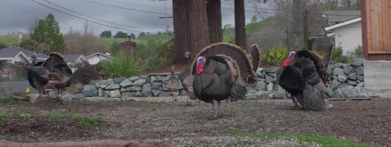 Turkeys walk outside in a neighborhood