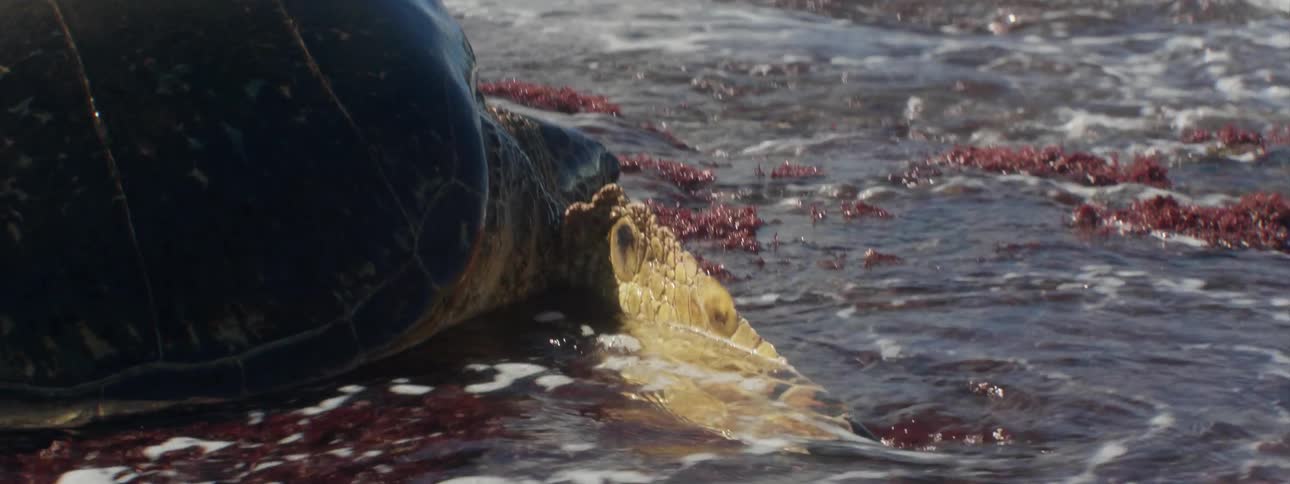 The turtle moves towards the waves on the beach