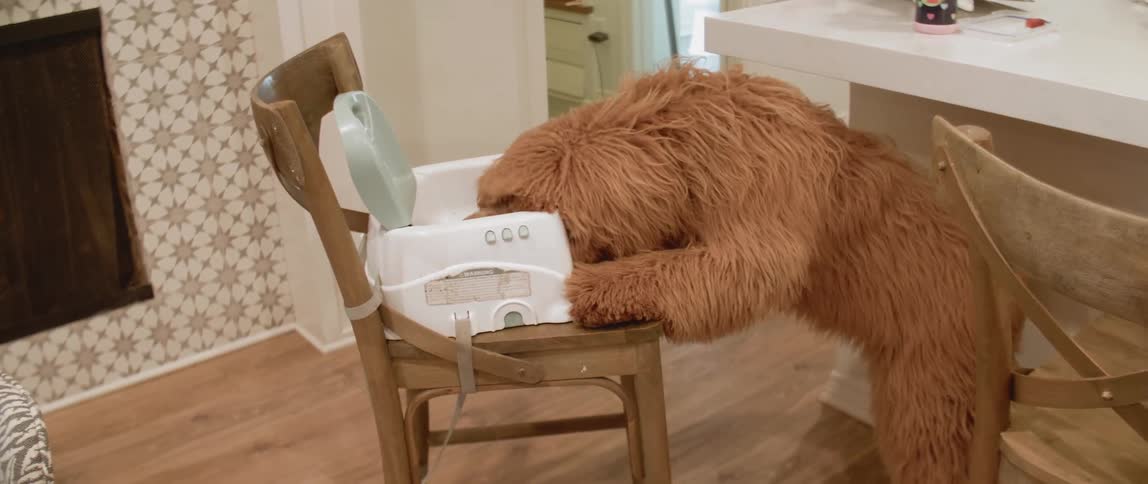 A dog is stands up on the chair eating some food