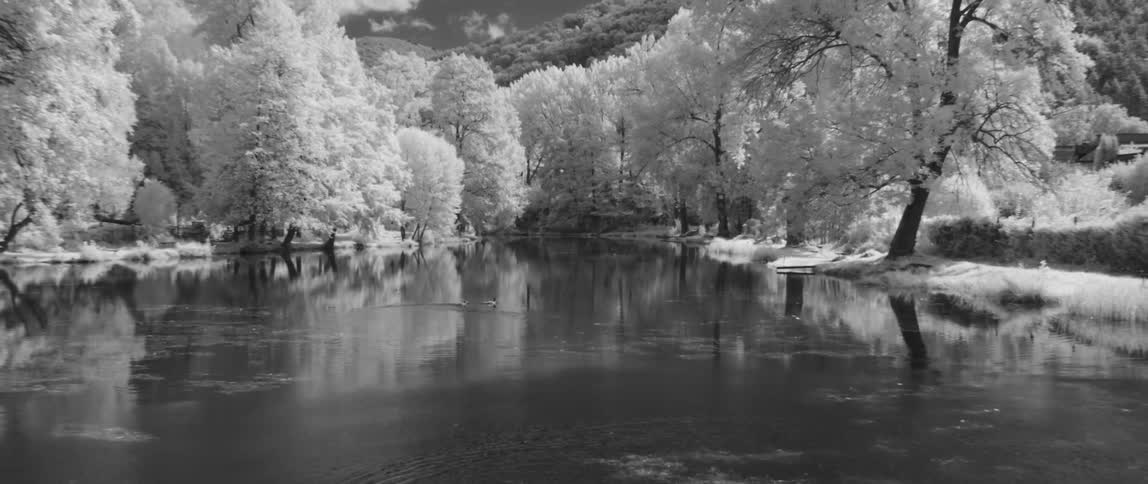 A body of water surrounded by trees with ducks in the water and a bird flying by