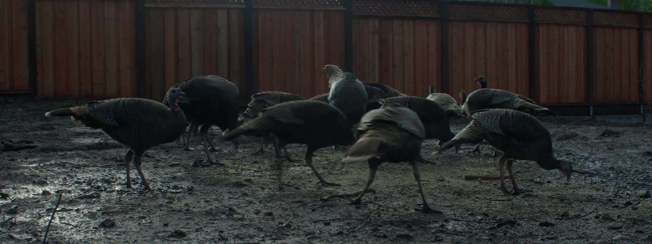 Turkeys peck at the ground